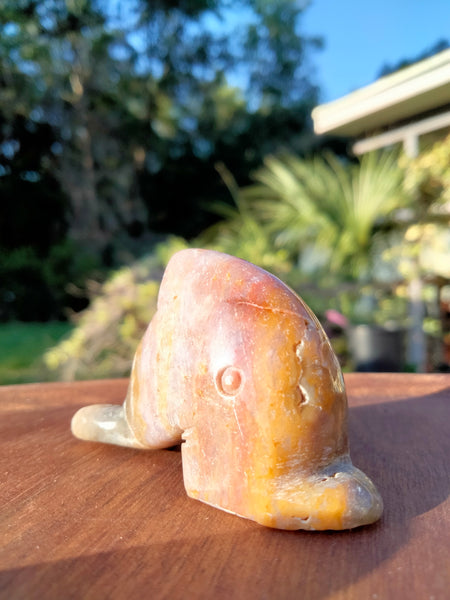 Ocean JASPER Dolphin