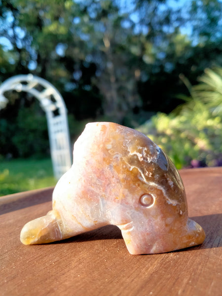 Ocean JASPER Dolphin