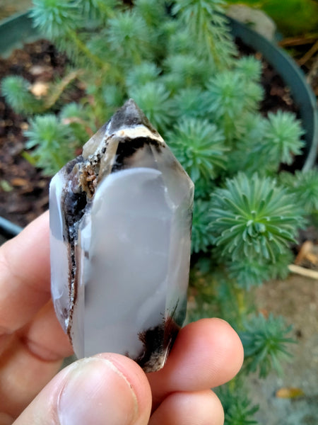 Dendrite infused White Laced Agate