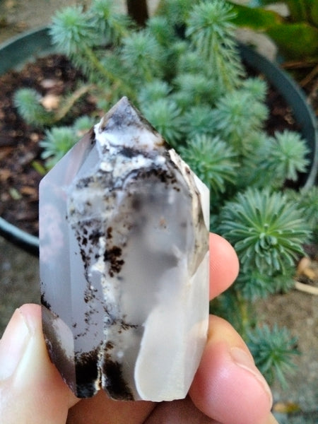 Dendrite infused White Laced Agate