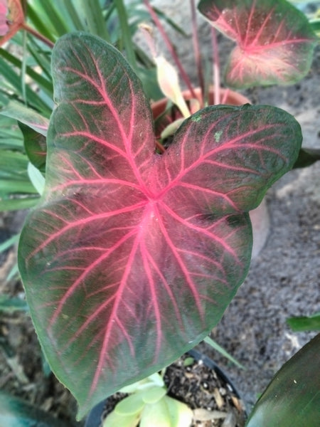 Caladium red flash, degrot caladium live plant bulb