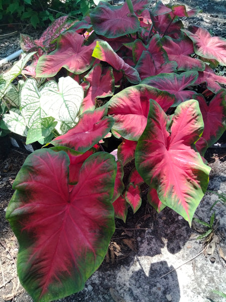 Caladium red flash, degrot caladium live plant bulb