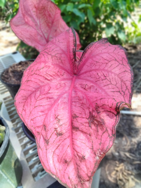 Caladium red flash, degrot caladium live plant bulb