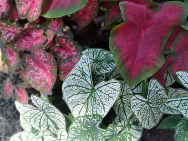 Caladium red flash, degrot caladium live plant bulb