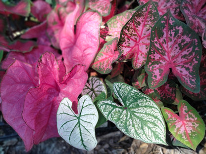 Caladium pink, Fannie munson, girls rule, caladium live plant bulb