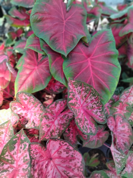 Caladium red flash, degrot caladium live plant bulb