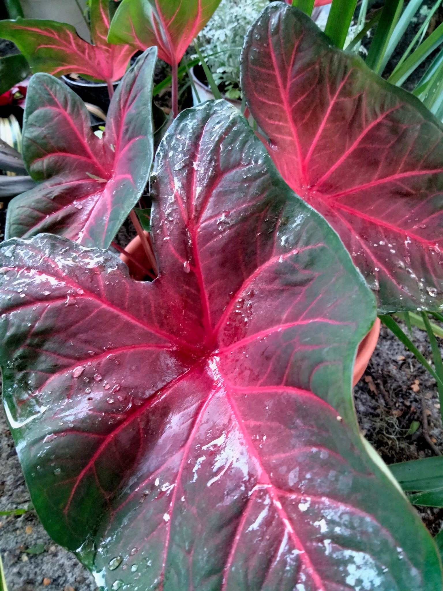 Caladium red flash, degrot caladium live plant bulb