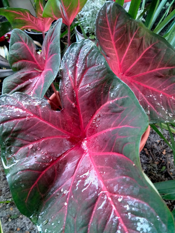 Caladium red flash, degrot caladium live plant bulb