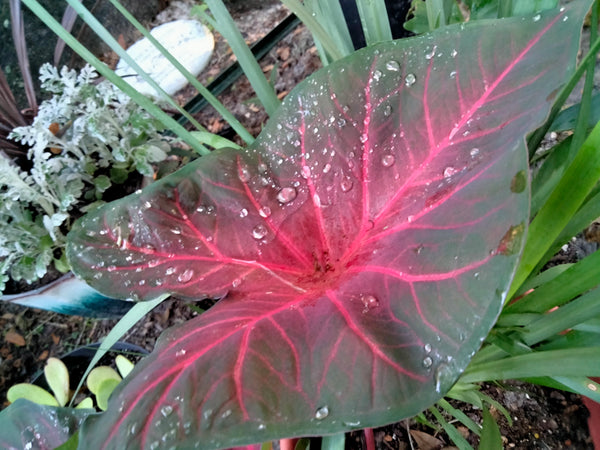 Caladium red flash, degrot caladium live plant bulb