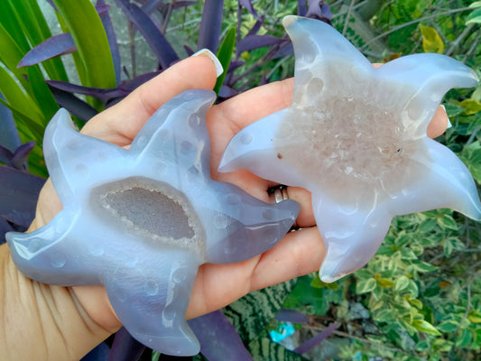 Starfish Agate Crystal Carving