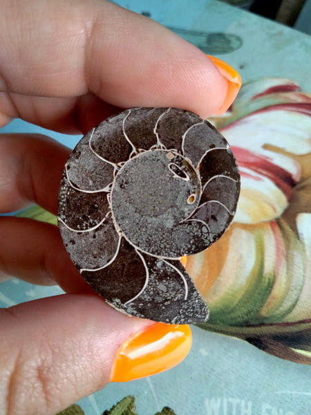 Ammonite