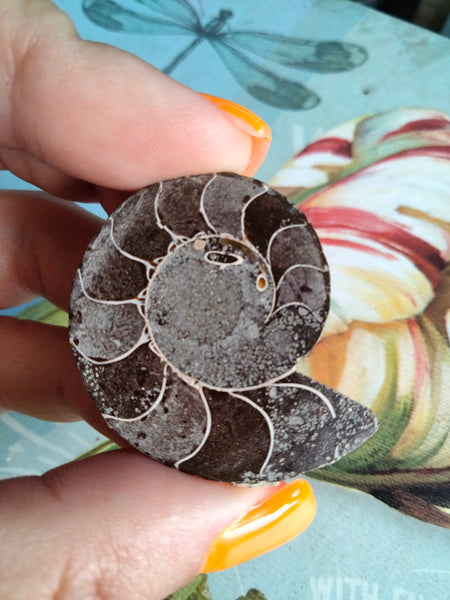 Ammonite