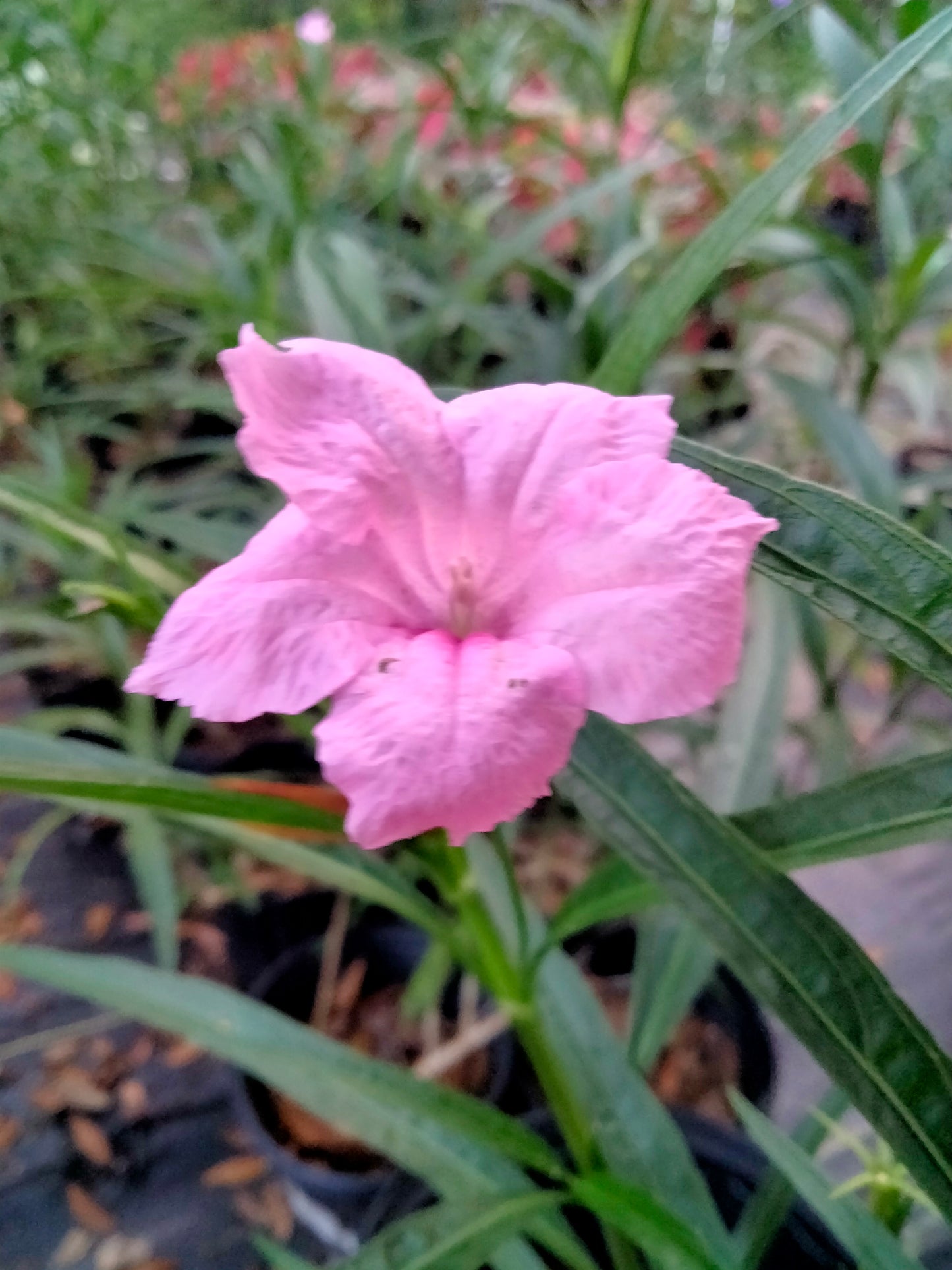 Ruellia (mexican petunia) live plant
