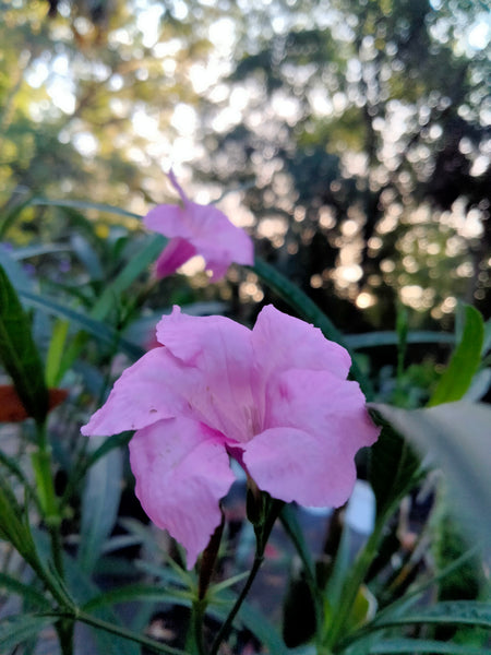 Ruellia (mexican petunia) live plant