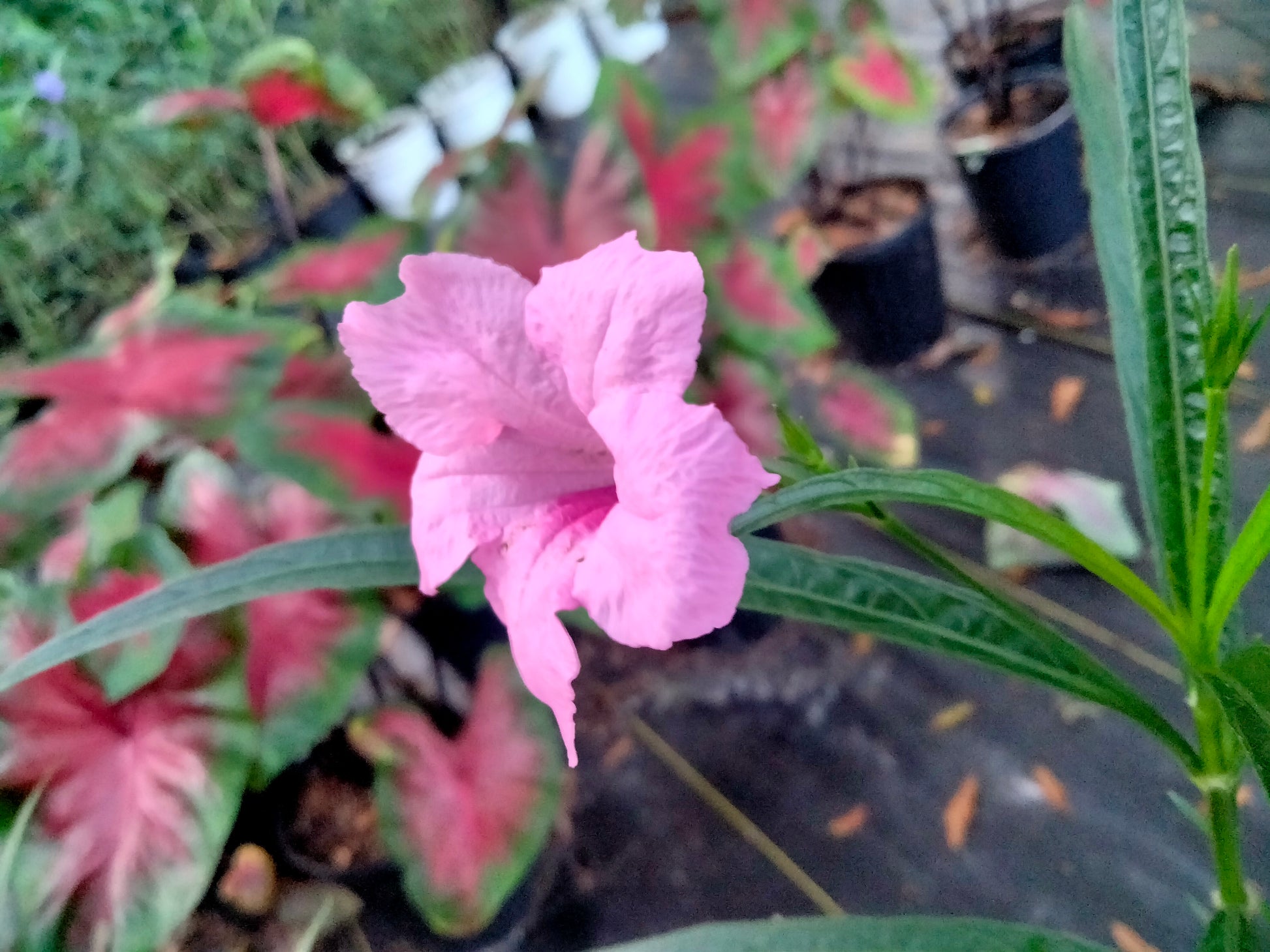 Ruellia (mexican petunia) live plant