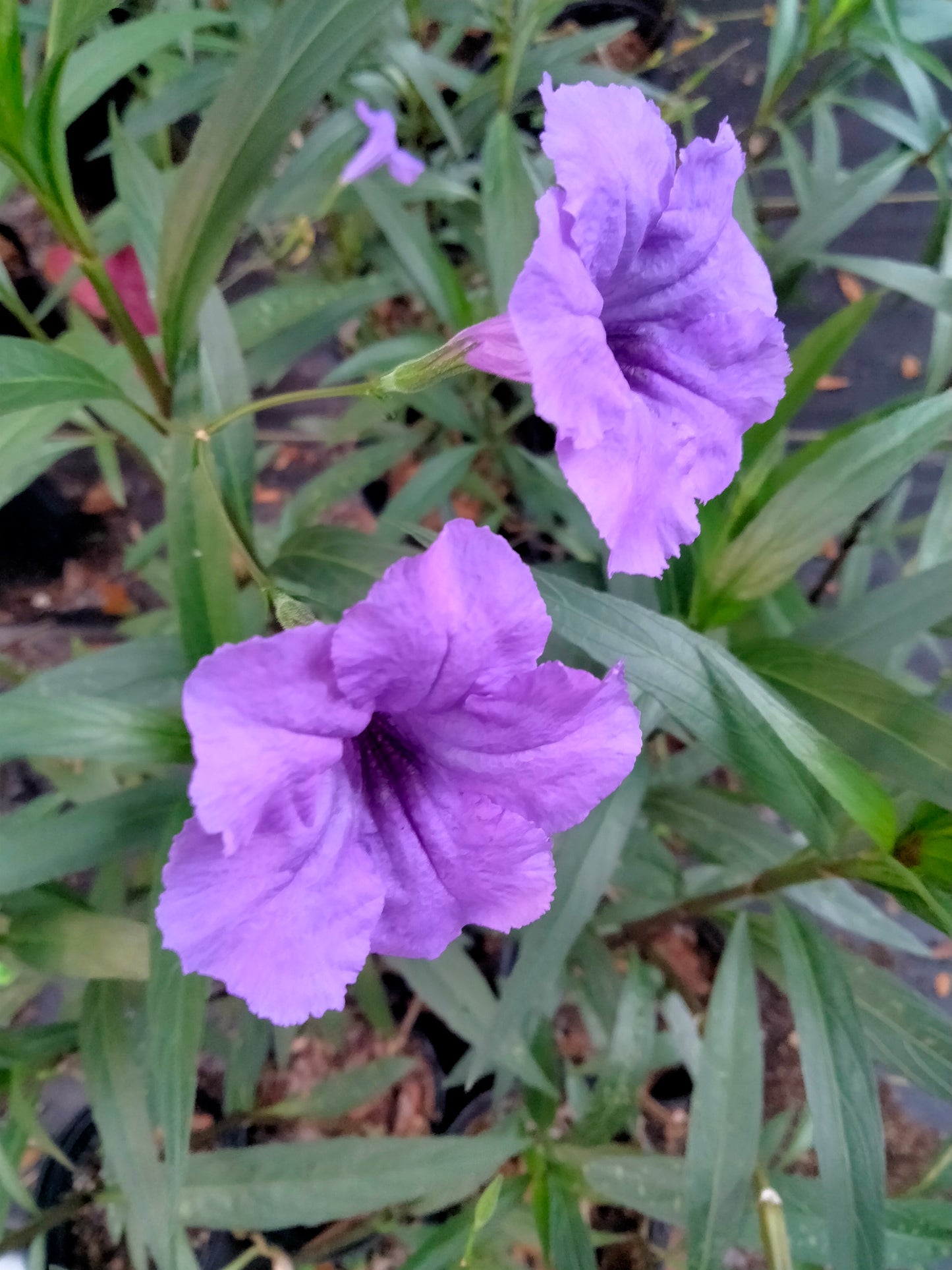 Ruellia (mexican petunia) live plant