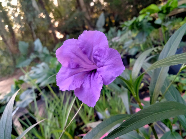 Ruellia (mexican petunia) live plant