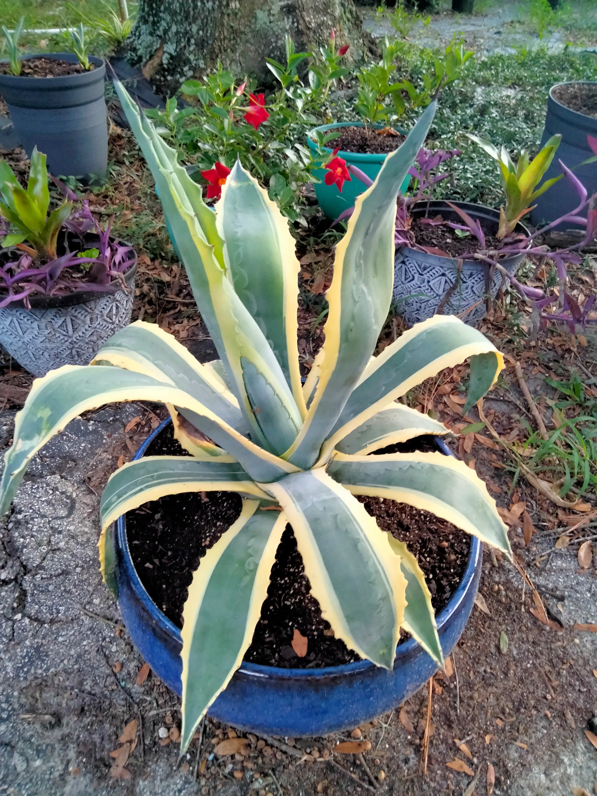 Variegated Agave Americana live Plant babyplant – Orender Gardens