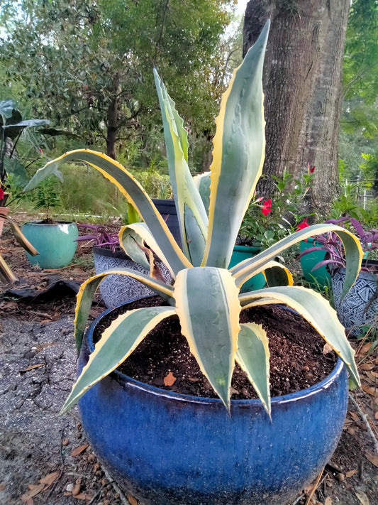 Variegated Agave Americana live Plant
