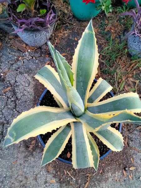 Variegated Agave Americana live Plant babyplant