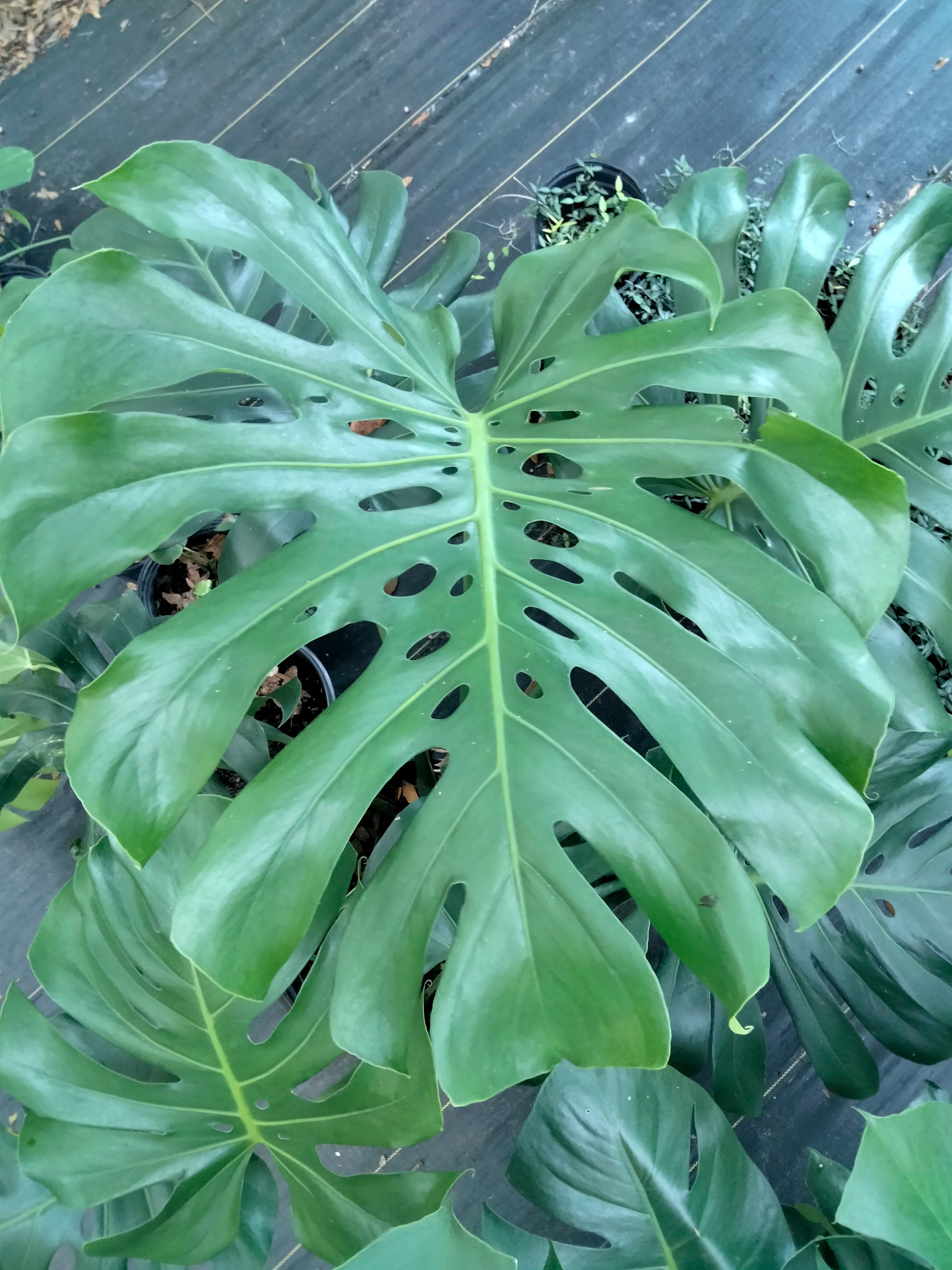 swiss cheese live plant Monasteria (swiss cheese) live plant – Orender Farm and Gardens LLC