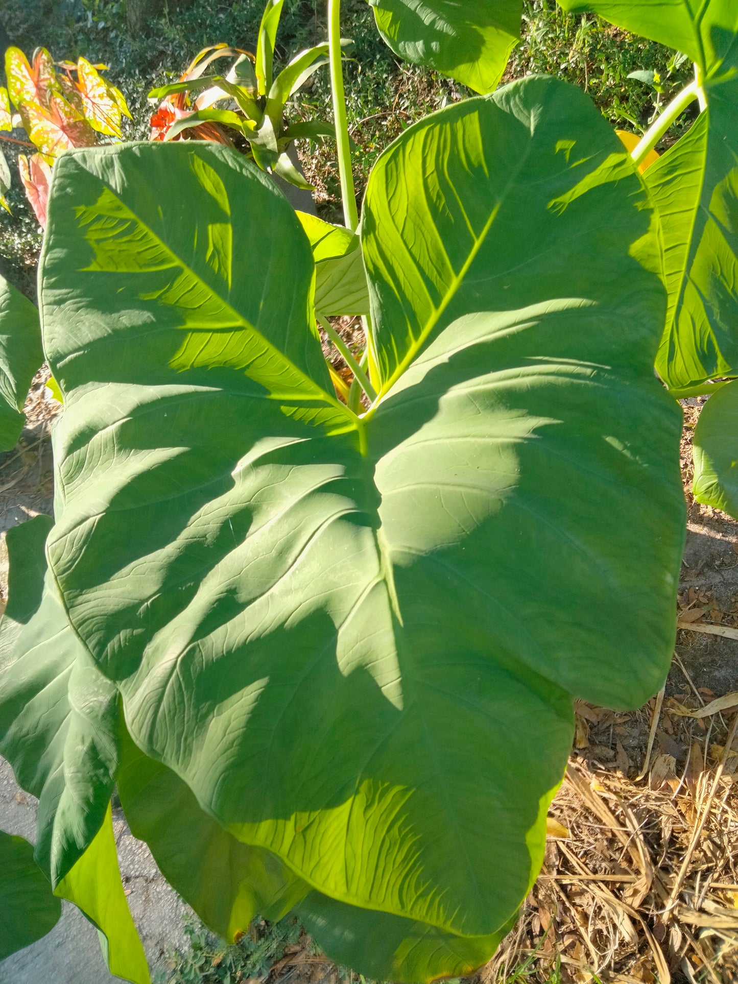 Elephant Ear: Tropical Thailand Giant plant bulb