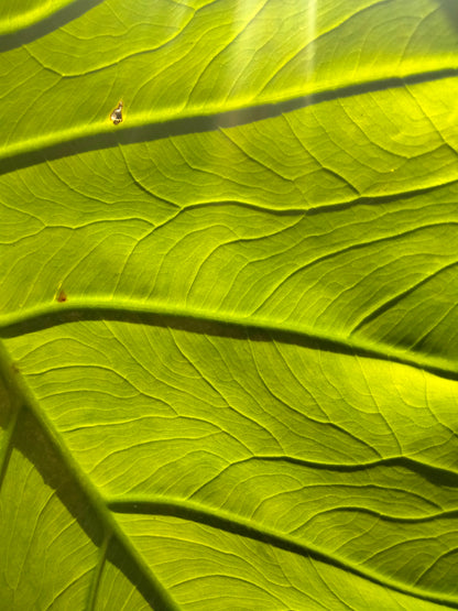 Elephant Ear: Tropical Thailand Giant plant bulb