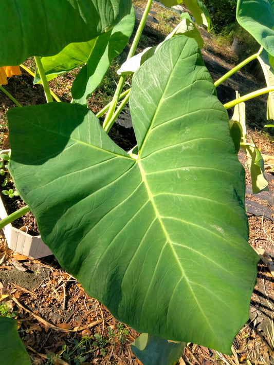 Elephant Ear: Tropical Thailand Giant plant bulb