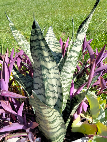 Mother in Law live snake plant cutting with roots