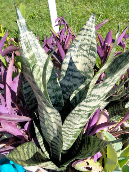 purple snake plant Mother in Law live snake plant cutting with roots – Orender Farm and Gardens LLC