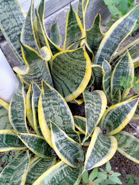 Mother in Law live snake plant cutting with roots