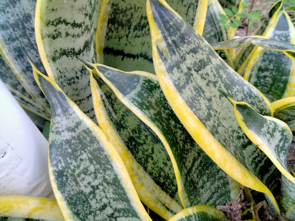 Mother in Law live snake plant cutting with roots