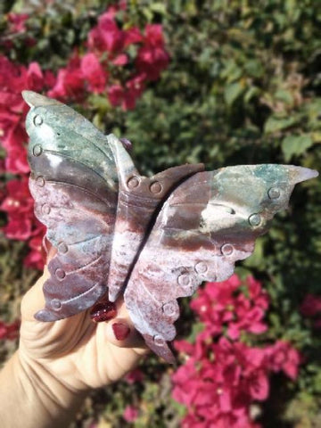 Ocean Jasper Moth