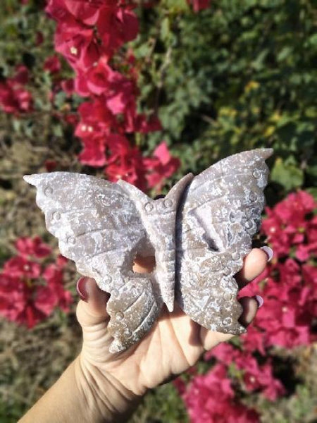 Ocean Jasper Moth