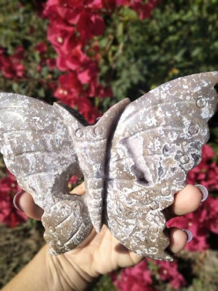 Ocean Jasper Moth