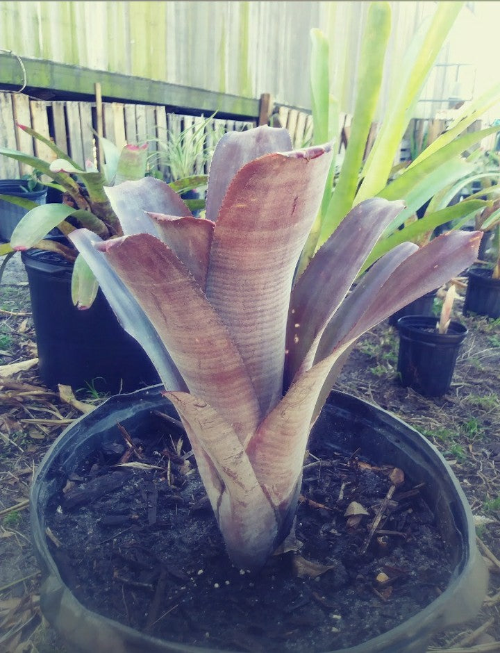 Purple Queen Bromeliad Live plant baby