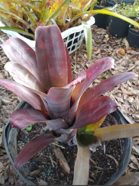 Purple Queen Bromeliad Live plant baby