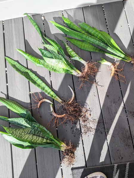 Mother in Law live snake plant cutting with roots