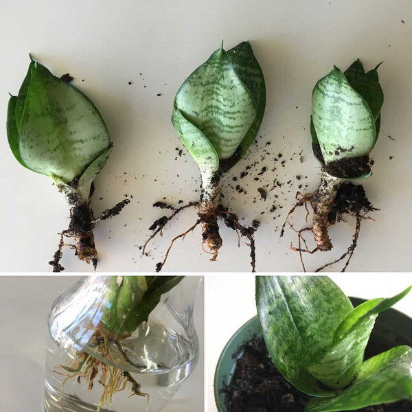 Mother in Law live snake plant cutting with roots