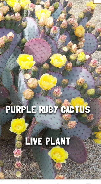 Purple Ruby cactus cutting (live plant)