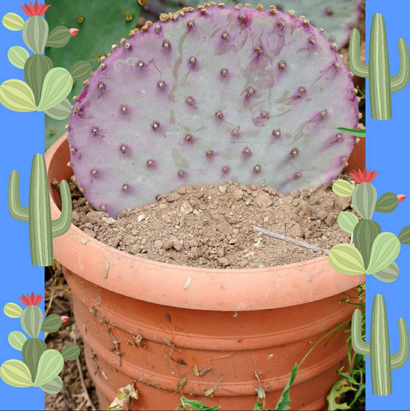 Purple Ruby cactus cutting (live plant)