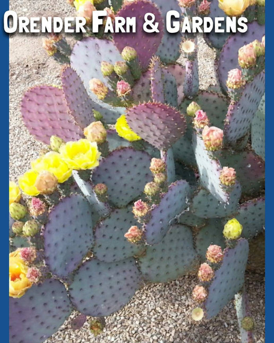 Purple Ruby cactus cutting (live plant)