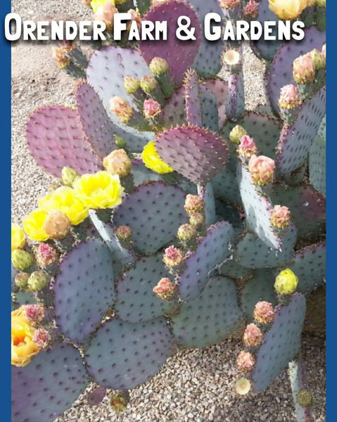 Purple Ruby cactus cutting (live plant)