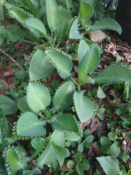 Succulent Baby Mother of Thousands (live plant) Bulk