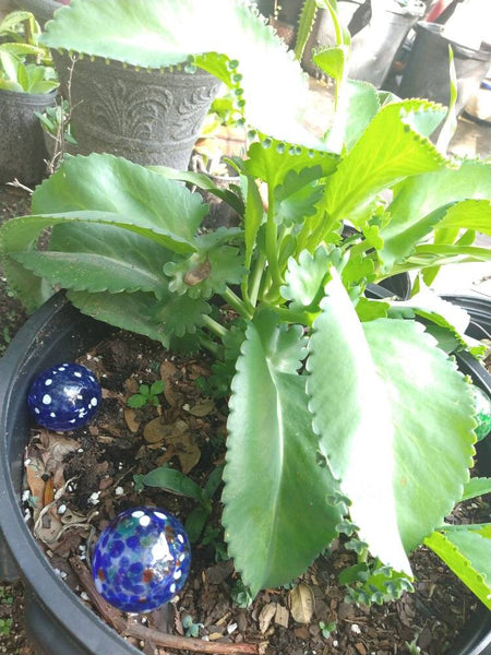 Succulent Baby Mother of Thousands (live plant) Bulk