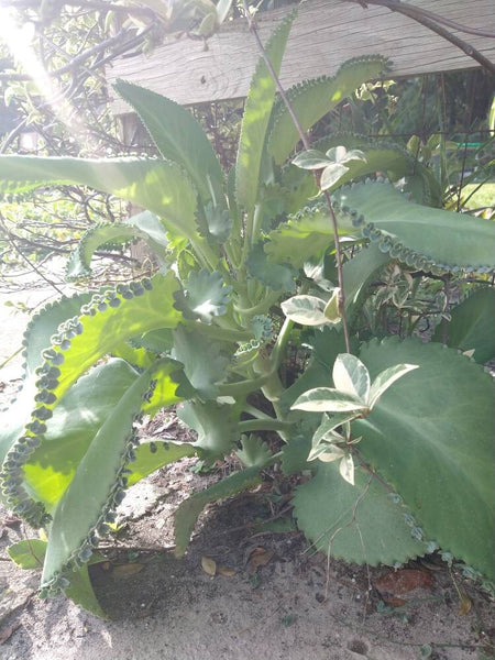 Succulent Baby Mother of Thousands (live plant) Bulk