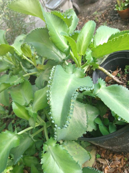 Succulent Baby Mother of Thousands (live plant) Bulk