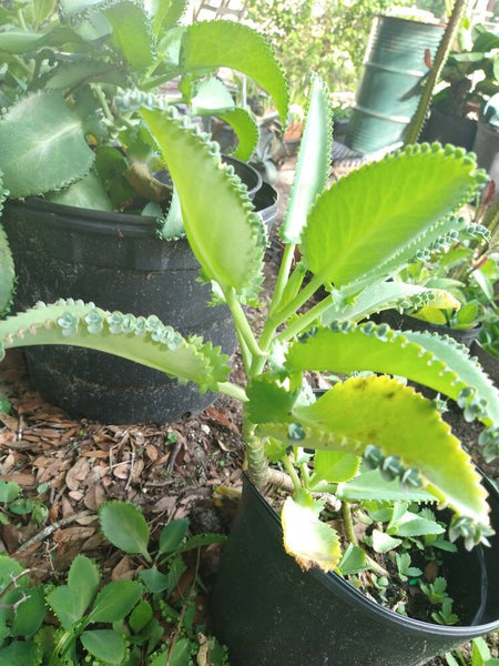 Succulent Baby Mother of Thousands (live plant) Bulk