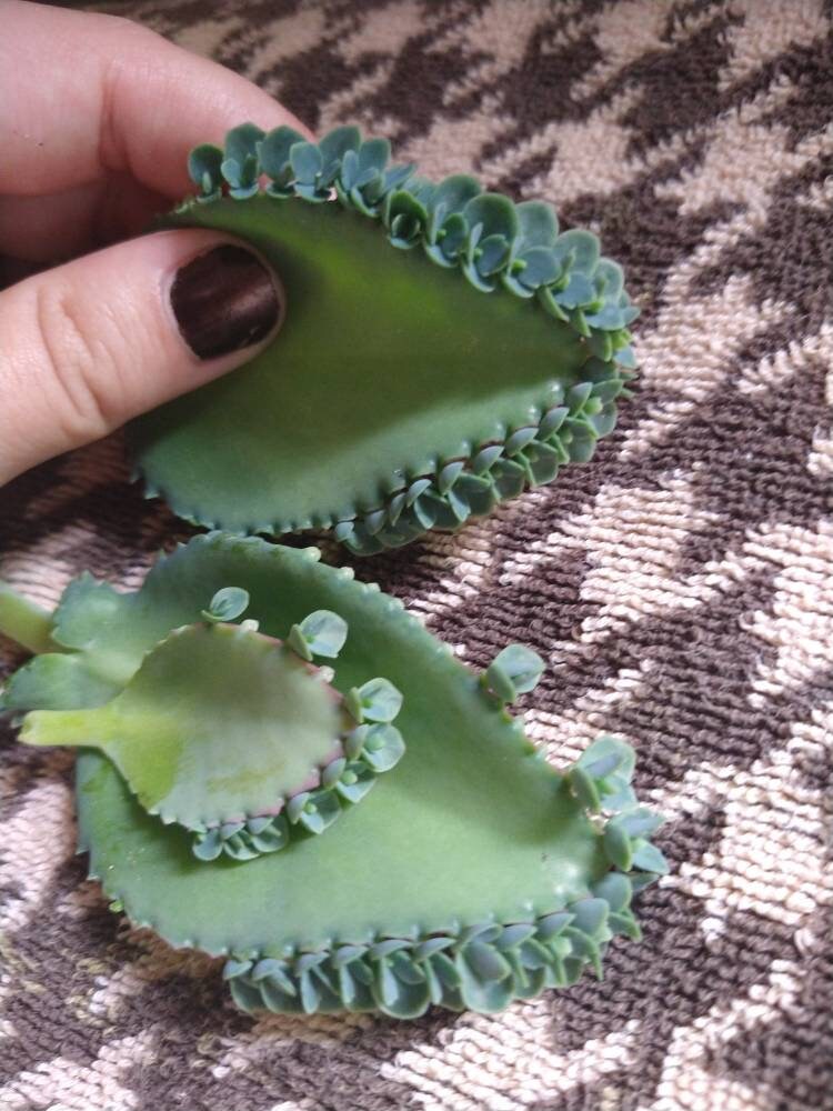 Succulent Baby Mother of Thousands (live plant) Bulk