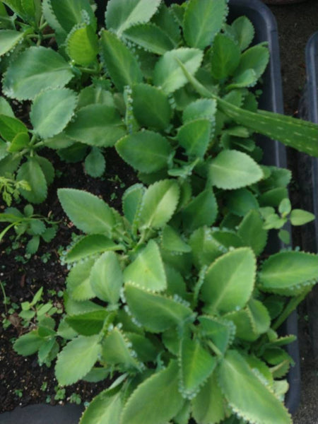 Succulent Baby Mother of Thousands (live plant) Bulk